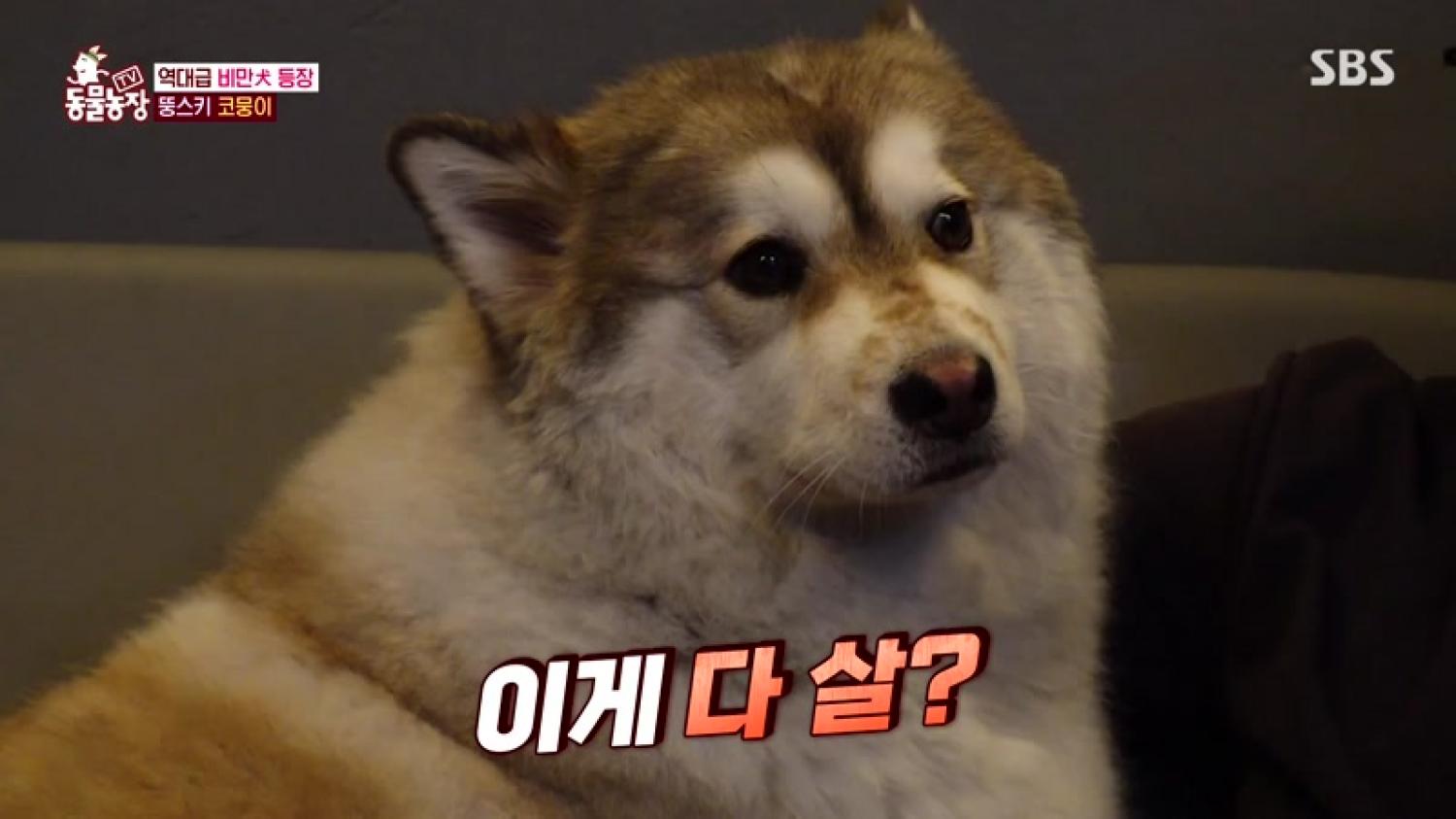 TV 동물농장 다시보기 | 온디맨드코리아 Tv 동물농장 다시보기 | 온디맨드코리아