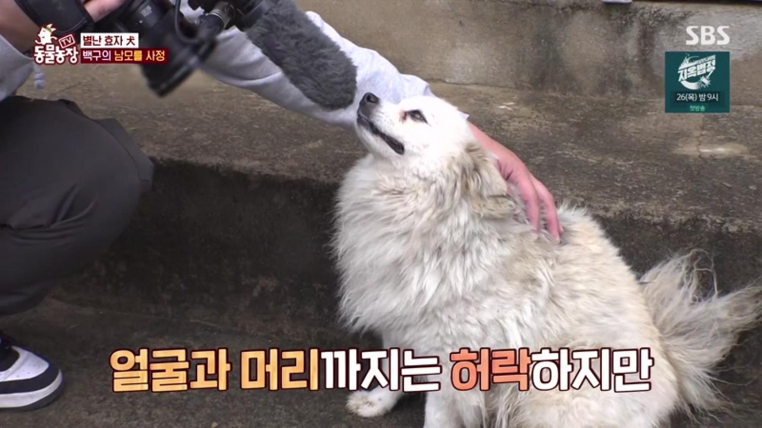 TV 동물농장 다시보기 | 온디맨드코리아 Tv 동물농장 다시보기 | 온디맨드코리아